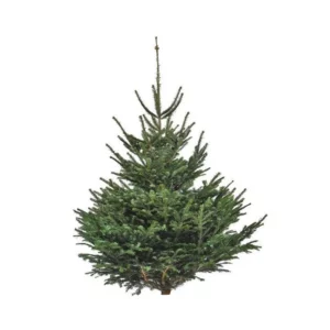 Sapin naturel coupé Nordmann - de 80 à 250 cm