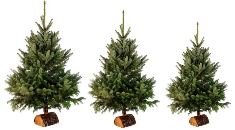 Vente de sapins de Noël au profit de l’Ecole Alysson du Rhône