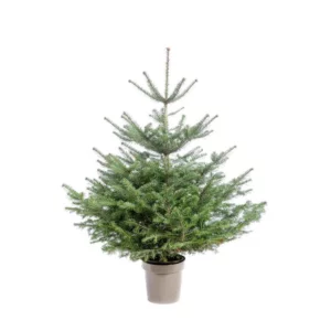 Sapin naturel en pot Nordmann - de 80 à 125 cm